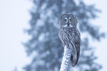A beautiful and majestic bird of prey Great Grey Owl (Strix nebulosa) wathcing over winter wonderland of snowy taiga forest near Kuusamo, Northern Finland.	