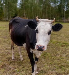 Fototapeta na wymiar Black and white cow on a background of grass, birches and sky in summer