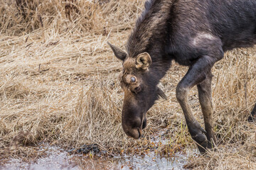 spring round bull moose drinking 