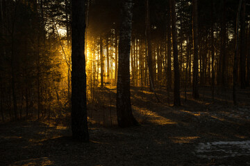 Fototapeta premium sunset in the forest