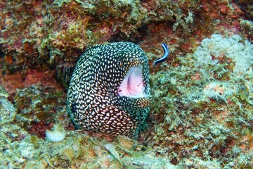 Whitemouth moray, Mauritius, Indian ocean - Gymnothorax meleagris