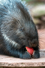 Cape porcupine portrait