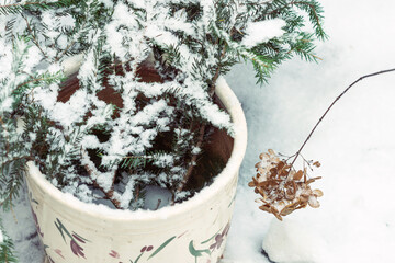 Fir tree branches in the flower pot in garden in winter time, hydrangea dead blossoms near it,...
