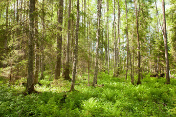 Fototapeta na wymiar Wild wet boreal summery greenwood during sunny day in Estonian nature, Northern Europe. 