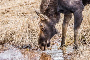 spring round bull moose drinking 