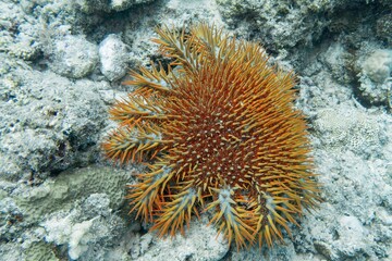 Naklejka na ściany i meble Crown of thorns starfish - Acanthaster planci - the world largest starfish , predator of hard corals