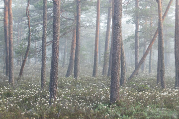 A misty morning in a summery pine grove in Soomaa National Park, Estonia. 