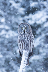 A beautiful and majestic bird of prey Great Grey Owl (Strix nebulosa) wathcing over winter wonderland of snowy taiga forest near Kuusamo, Northern Finland.	