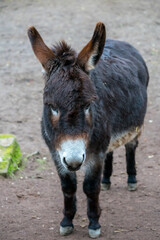 Fototapeta premium Portrait of a black donkey