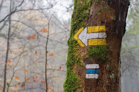 Hiking Trail Sign, Green Arrow On The Tree Trunk In The Forest