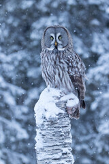 A beautiful and majestic bird of prey Great Grey Owl (Strix nebulosa) wathcing over winter wonderland of snowy taiga forest near Kuusamo, Northern Finland.	