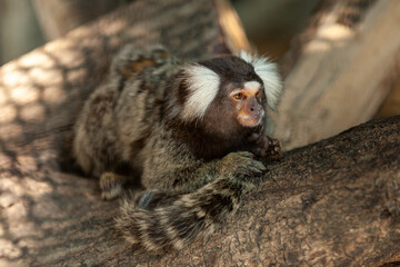 Common Marmoset monkey closeup face on tree. It originally lived on the northeastern coast of Brazil.