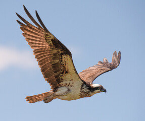 Osprey Flying to Nest