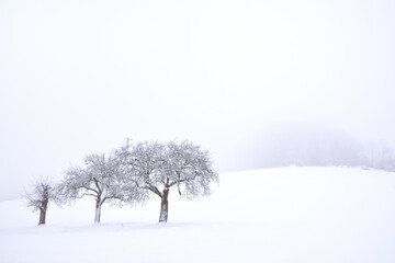 Three bare, gnarled fruit trees stand in the snow in winter in a wide landscape in Bavaria