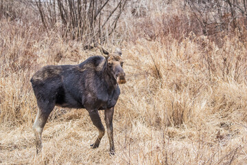 spring round bull moose drinking 