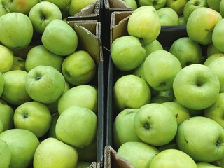 green apples harvest close up