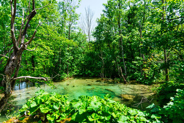 Green water in Plitvice Lakes National Park, Croatia