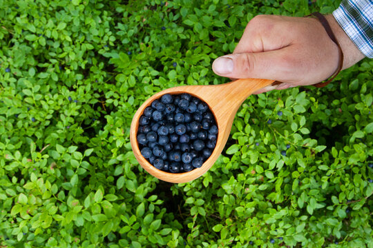 Hand holding a small wooden cup full of freshly picked Wild Blueberries, Vaccinium myrtillus as a Northern delicacy in Estonian forest.
