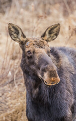 spring round bull moose drinking 