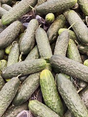 set of fresh green cucumbers for food patterns