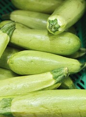 Set of green zucchini. Zucchini harvest close up