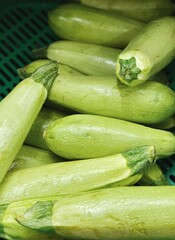 Set of green zucchini. Zucchini harvest close up