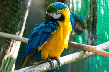 blue and yellow macaw ara
