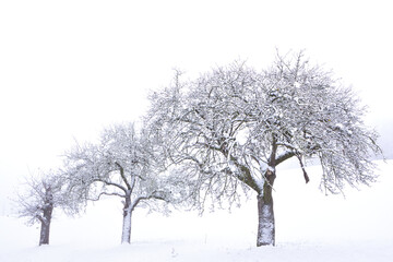 Three bare, gnarled fruit trees stand in the snow in winter in a wide landscape in Bavaria