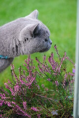 British Shorthair kitten in its first year, exploring the garden and at Christmas time.