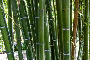 Obraz premium green bamboo forest