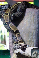 Jiboia (Boa constrictor) gazing at the lens.