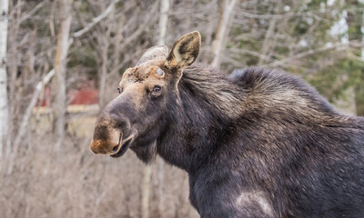 spring round bull moose drinking 