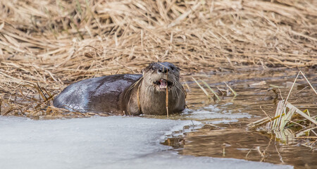 river otter in icy waters