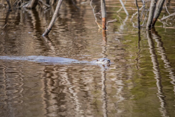 river otter in icy waters