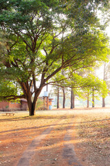 Naklejka premium Beautiful path in sunset time.