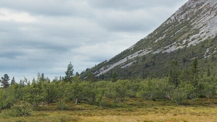 Dwarf birches on a wetland right next to the hills