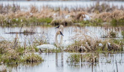 tundra swan pair swimming 
