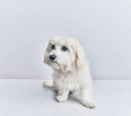 Fototapeta premium Adorable dog over isolated white background.