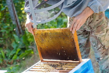 beekeeper puts frame in hive. Work on apiary in summer. Beekeeping. Caring for bees. profitable...