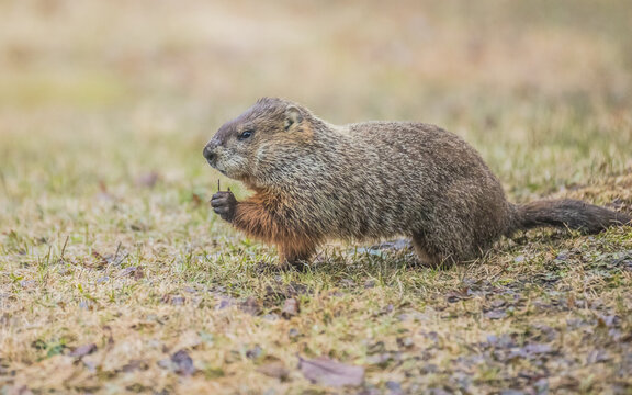 woodchuck in grassy field 