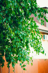 Birch branch with green leaves. Beautiful summer background.