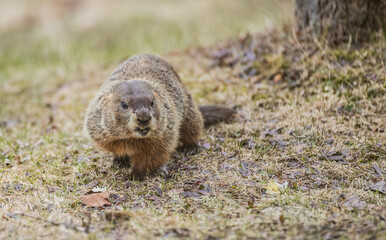 woodchuck in grassy field 
