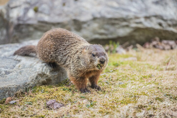 woodchuck in grassy field 