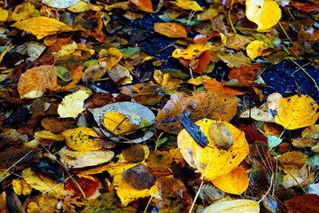 autumn leaves on the ground
