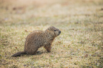 woodchuck in grassy field 