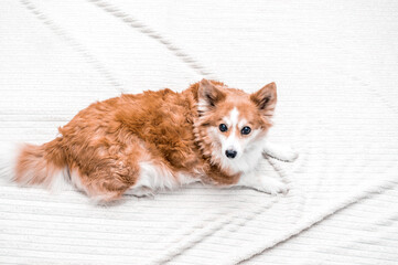 Beautiful ginger dog on a white plaid