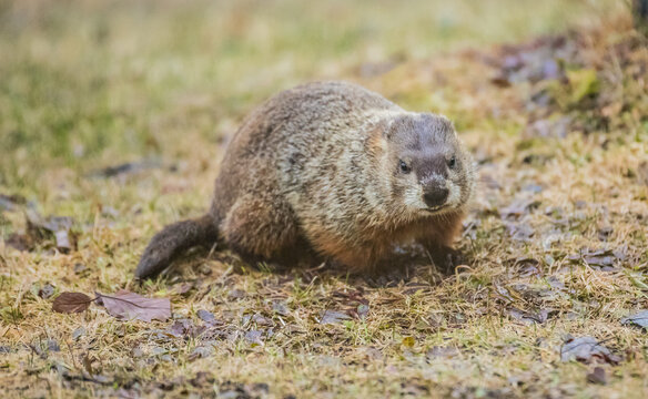 woodchuck in grassy field 