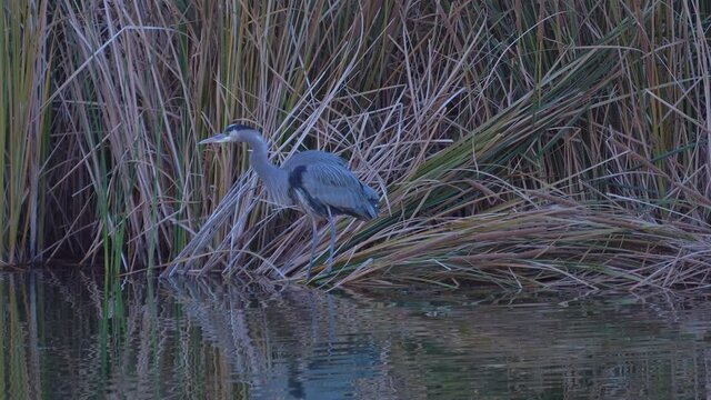 Great Blue Heron wading along the edge of a river or lake  hunting for prey