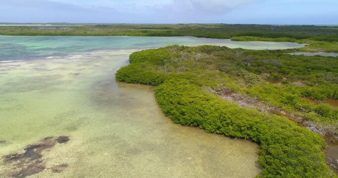 los Roques Venezuela. Green mangrove forest  drone aerial view  pan rigth.