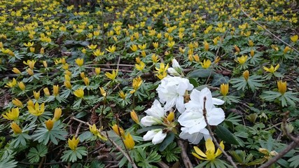 Wszystkie kwiaty © Bogdan B